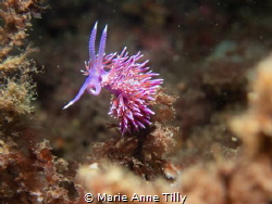 Krohn’s Doris. One of my favorite shot ever as it looks l... by Marie Anne Tilly 